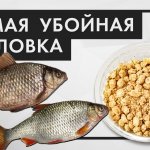 Убойная перловка, карась и плотва без ума! Как приготовить перловку для рыбалки