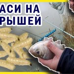 Рыбалка на канале ЮМС. Караси на опарыша. Краснодарский край