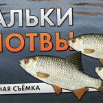 Кормлю мальков возле берега. Подводная съёмка