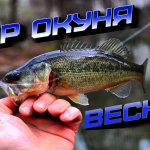 ЛОВЛЯ ОКУНЯ в НЕРЕСТ | ЖОР ОКУНЯ ВЕСНОЙ