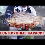 Крупные караси на кукурузу и червяка.