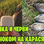 ОВСЯНКА И ЧЕРВИ С ЧЕСНОКОМ. ЛОВЛЮ КАРАСЯ НА ДОНКУ / КОРМУШКУ / ПРУЖИНУ