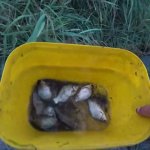 Ловля карася на поплавок.  Рыбалка вечером.