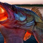 ЛОВЛЯ СУДАКА на ПРИПЯТИ | СУДАК на FISH MAGNET CHOPPY