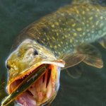 30 ЩУК | ЛОВЛЯ ЩУКИ на ВОБЛЕР | PIKE FISHING