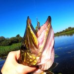ЛОВЛЯ ЩУКИ ОСЕНЬЮ на РЕКЕ | ОБЗОР ПРИМАНОК от FISH MAGNET