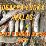 МALAS косит щуку. Рыбалка в пойме реки Ахтуба.Щука на спиннинг.