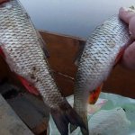 Ловля голавля спиннингом в жаркую погоду. Как поймать голавля.