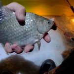 Рыбалка на озере Салтаим в Омской области. Вечерняя ловля карася зимой на мормышку со льда.