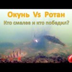 Окунь Vs Ротан - кто смелее по первому льду?