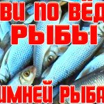 Как ловить много рыбы на зимней рыбалке!? два не хитрых совета,как наловить много рыбы!