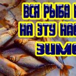Вся рыба отлично клюёт зимой на эту насадку,плотва, елец, голавль и другая рыба на зимней рыбалке