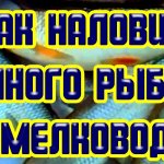 Вся крупная  рыба стоит у берега Три совета как ловить на мелководье много рыбы зимой