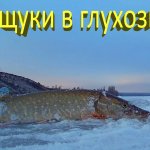 Две щуки на жерлицы в глухозимье. И два котика с вороной в придачу :)