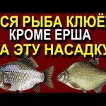 Вся Рыба Клюёт Кроме Ерша Зимой и Летом на эту насадку Лещ,Карп,Карась,Плотва