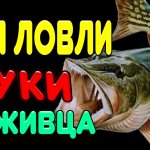 ОСНАСТКА ДЛЯ ЛОВЛИ ЩУКИ НА ЖИВЦА. Два монтажа для живцовой удочки