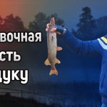 Поплавочная оснастка для ловли щуки. Монтаж для ловли на живца
