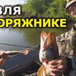 Поговорим о рыбалке: щука в коряжнике - тактика, техника, способы и приманки для ловли