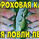 Гороховая каша для ловли леща,этой кашей я прикармливаю леща,когда ловлю на фидер