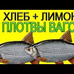 Мало кто из рыбаков ловит на удочку летом плотву на такую отличную насадку