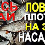 С Начала Мая по Июнь Ловлю плотву на Удочку на Такую Насадку