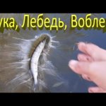 Щука, лебедь, воблер или как поймать Рудру?