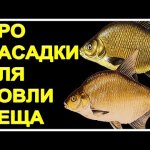Всё о насадках для ловли леща
