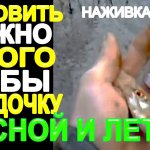 Очень Успешно Клюёт Вся рыба на Удочку Весной и Летом от плотвы до окуня на эту Наживку