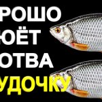 Хорошо Клюёт Плотва на Удочку с Мая по Сентябрь,Отличная насадка для ловли плотвы на удочку