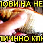 На Насадку Опарыш с Ароматизатором, Ловить Можно Весной и Летом,на Удочку и фидер