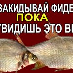 вы поймаете больше леща на фидер и сэкономите много времени, используя такой метод ловли