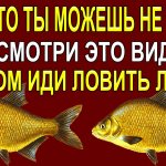 Когда только Лещ не клюёт, Но клюёт вся рыба! Эти факторы должен знать каждый рыбак!