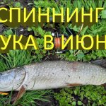 Ловля щуки в июне на воблер Strike Pro Inquisitor 110 SP и блесну Spinnex Atom.