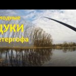 Голодные щуки Петергофа