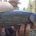 Хариусы Монстры  Рыбалка на Северном Урале