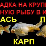 Насадка для ловли на фидер в июле, на крупную мирную рыбу, лещ, карп, крупный карась