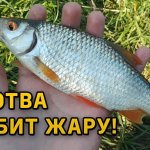 Такой рыбалки Я НЕ ОЖИДАЛ! Плотва клюёт в 30 градусную жару