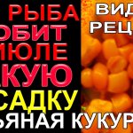 ВСЯ РЫБА КЛЮЁТ И ЛОВИТСЯ В ИЮЛЕ НА ПЬЯНУЮ КУКУРУЗУ!