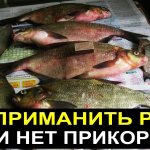 Как приманить рыбу к месту ловли если нет прикормки