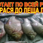 Элексир клёва! Работает по всей рыбе летом от карася до леща