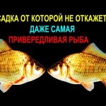 насадка от которой не откажется не одна даже самая привередливая рыба