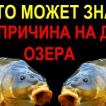 Когда КАРПОВЫЙ МОНТАЖ Вас может ПОДВЕСТИ, при ловле КАРПА ,КАРАСЯ на озере!! И почему!