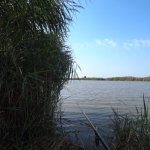Ловля на поплавок.  Прикормил и тут они, Карпы и Амуры, вместо Карасей.