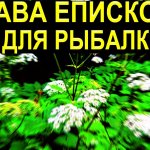 Единственное растение которое добавив в прикормку улучшает результат на рыбалке - Растёт везде!