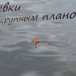Одна за одной! Поклёвки щуки на живца с поплавком | Ловля в сентябре