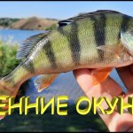 Осенний окунь на отводной поводок и убойный силикон Фанатик Лярва. Легкая и приятная рыбалка!