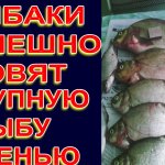 ВСЯ КРУПНАЯ РЫБА КЛЮЁТ НА ЭТУ НАСАДКУ ОСЕНЬЮ ЛЕЩ, КАРП, КРУПНЫЙ КАРАСЬ
