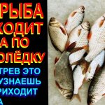 БУДЕШЬ С РЫБОЙ ВСЕГДА ПО ПЕРВОМУ ЛЬДУ, КОГДА ПРИДЁШЬ С УДОЧКОЙ ТУДА