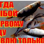 На Зимней Рыбалке Ловлю Только так по Первому Льду и Всегда с Окунем, Плотвой, голавлём, ельцом