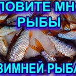 С такой прикормкой любой рыбак наловит много рыбы на зимней рыбалке